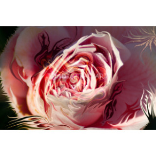 Pink Rose Blossom Fusion Art
